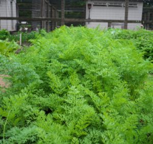 Here is our bed of carrots growing so beautifully. I always like to grow many varieties and colors of carrots. Most are familiar with the orange carrots, but they also come in red, yellow, white and purple.