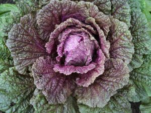 And here is a perfect red cabbage - so vibrant and striking in color.