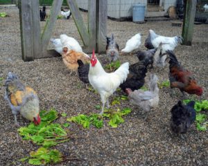 And here are my chickens, waiting patiently next door in their coop, for their share of the greens!