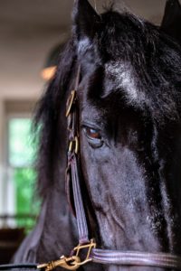 And here is my darling handsome Friesian, Rutger - newly groomed and ready to be turned out in his paddock with his brothers.