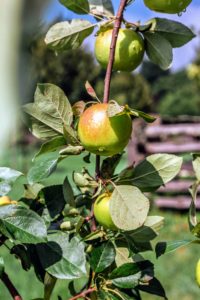 I can't wait to show you more photos of my growing orchard. We have so many, many fruits already - apples, peaches, Asian pears, plums and so many more! I will share more photos of them in an upcoming blog.