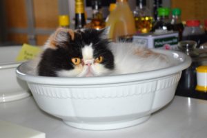 This is one of Tang's favorite spots - the kitchen bowl. I place a small towel in the bowl to protect it while giving Tang a comfy place upon which to sit.