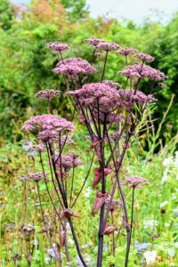 Angelica gigas, also called Korean angelica, giant Angelica, purple parsnip, and dangquai, is a monocarpic biennial or short lived perennial plant from China, Japan and Korea. This showstopper produces conspicuous, red-purple leaf sheaths with dense, purple domed flowerheads, and is highly attractive to bees.