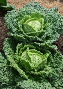 Cabbage, Brassica oleracea, is a member of the cruciferous vegetables family, and is related to kale, broccoli, collards and Brussels sprouts. The leaves of the Savoy cabbage are more ruffled and a bit more yellowish in color.
