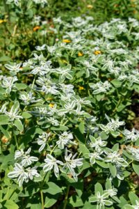Euphorbia marginata is a small annual in the spurge family. It is commonly called snow-on-the-mountain, and is a warm-weather annual native to prairies from Minnesota and the Dakotas to Colorado and Texas.