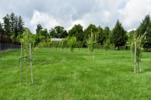 Whenever I get the chance, I love to go through the rows of young trees to see how they are developing. When choosing to grow fruit stock, it is important to select those that are best for your area's climate and soil.