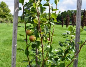 This pear tree is 'Columbia', a type of red Anjou. It’s been consistently described as firm but tender, with a buttery texture that includes lots of juice.