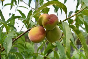 Look at these beautiful peaches! Some of the peach varieties include 'Garnet Beauty', 'Lars Anderson', 'Polly', 'Red Haven', and 'Reliance'.
