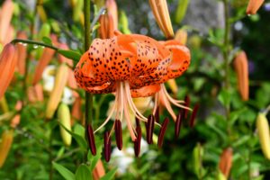 Tiger lilies, Lilium lancifolium, bloom in mid to late summer, are easy to grow, and come back year after year.