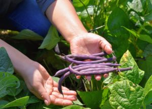 These beans are absolutely gorgeous. Violet-purple outside and bright green inside with great flavor. The six-inch long pods turn green after cooking, providing a built-in blanching indicator.