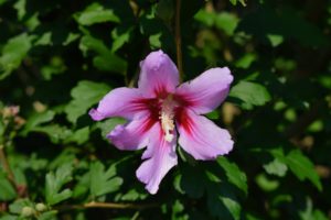 Do you know... every part of the Rose of Sharon is edible? Its leaves, blossoms and bark - it contains vitamin-C and Anthocyanins which are antioxidants.