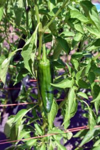The jalapeño is a medium-sized chili pepper of the species Capsicum annuum. It is mild to medium in pungency depending on the cultivar.