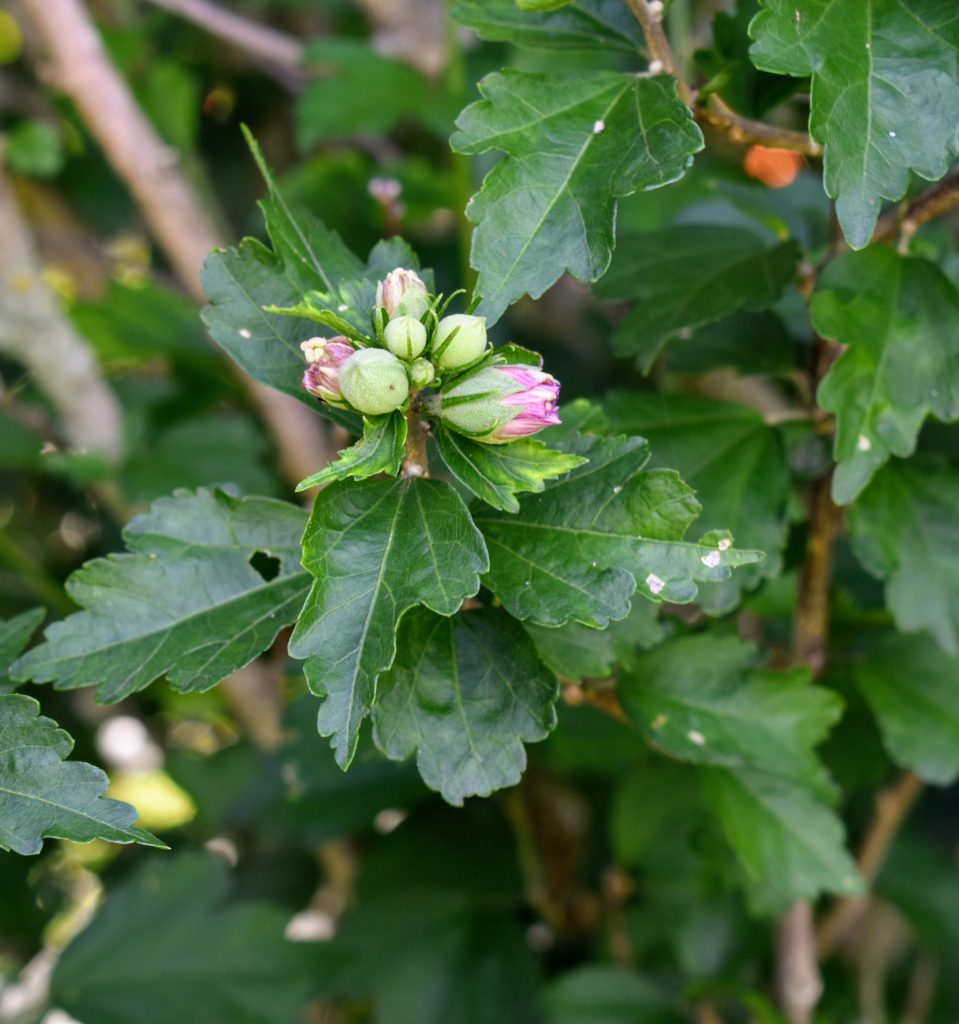My Flowering Rose of Sharon The Martha Stewart Blog