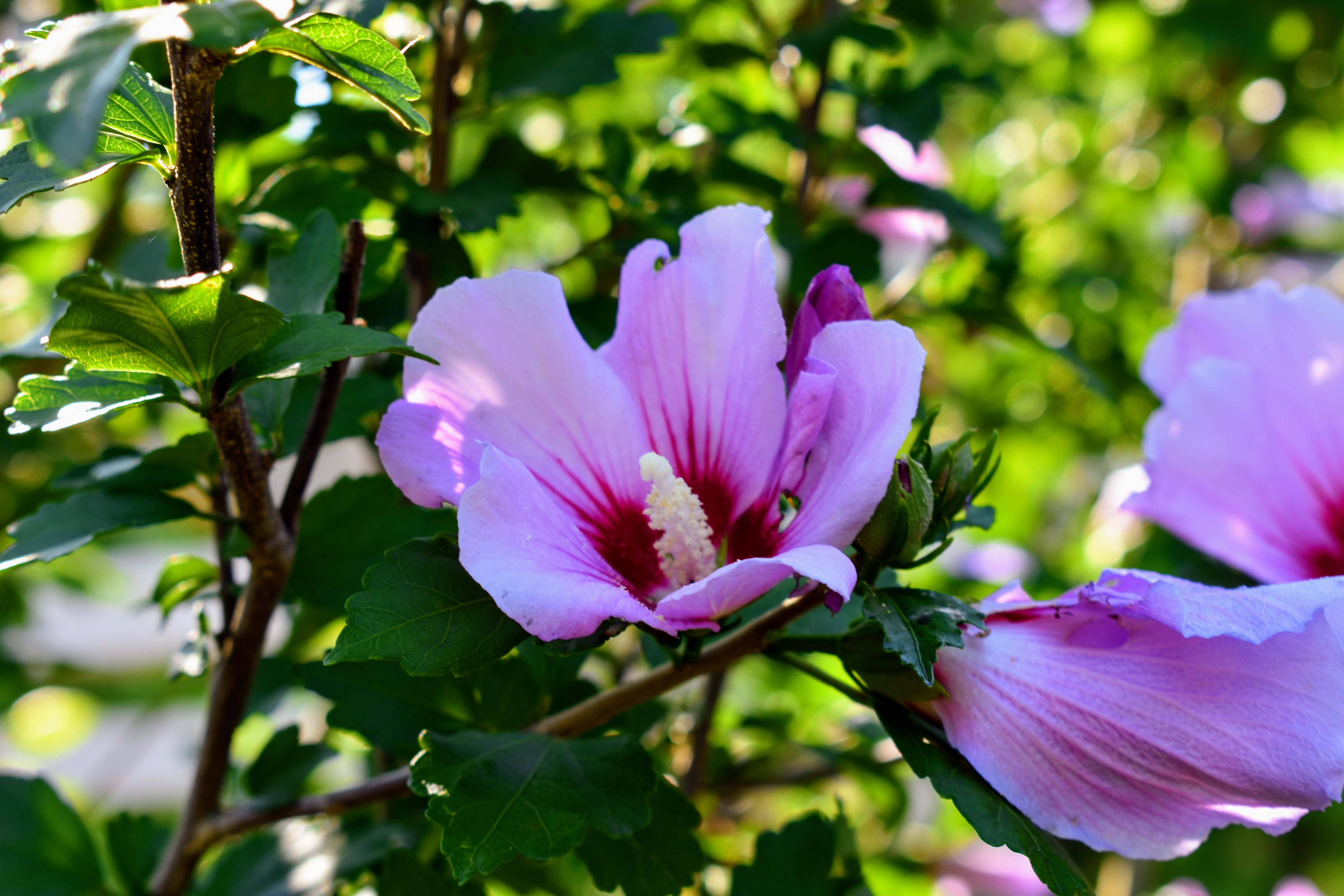 My Flowering Rose of Sharon - The Martha Stewart Blog