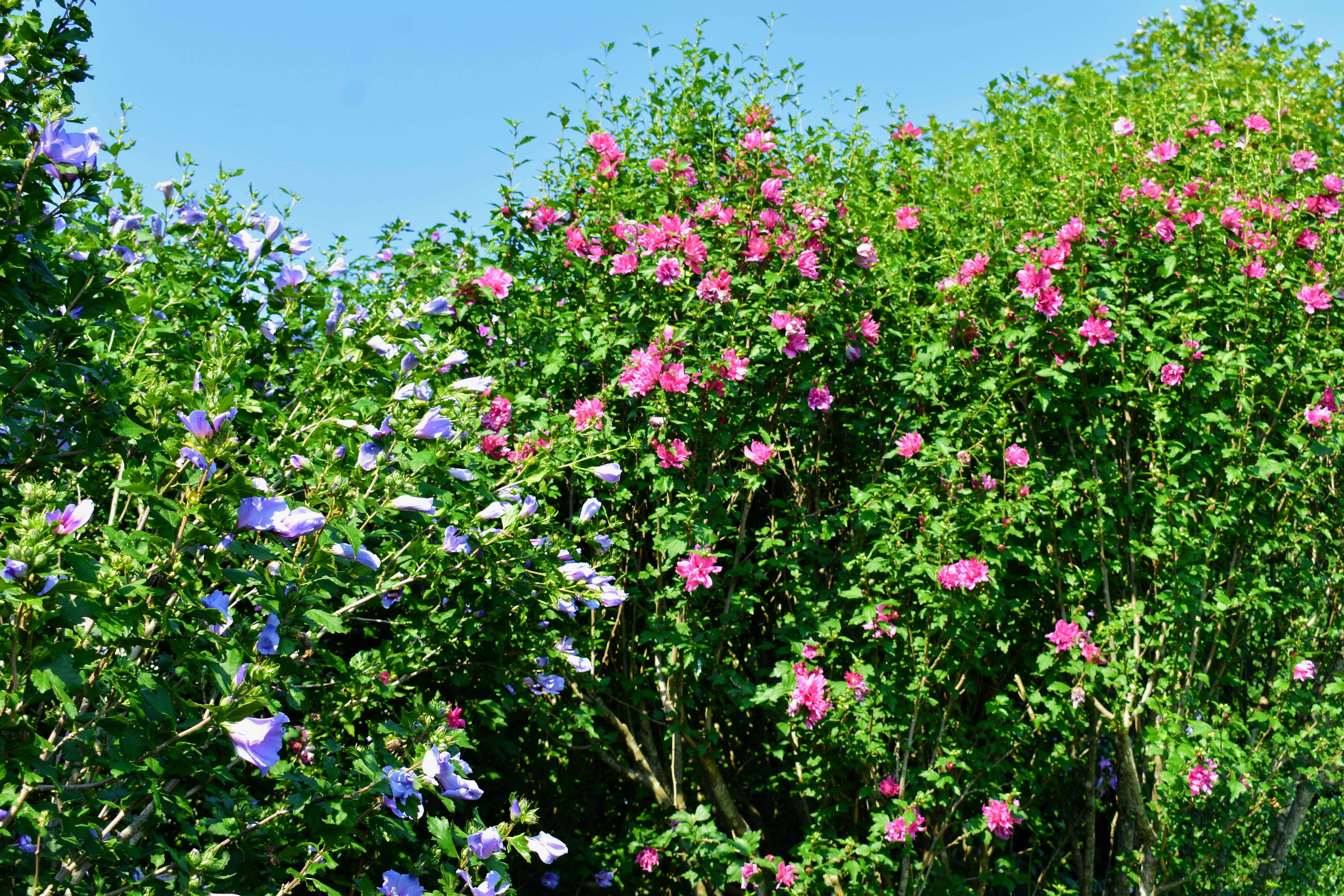 A Guide To Northeastern Gardening Hydrangea In Landscape Design