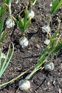 The onions look wonderful and big - we planted a lot of white, yellow and red onions.