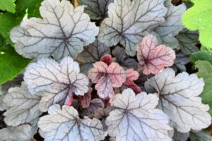 This metallic colored heuchera has the most attractive marbled and veined leaves. The colors and shades of mahogany, bronze, aluminum and silver are most distinctive on young spring foliage. Slender stems hold sprays of tiny pink to white bells during spring which make lovely cut flowers.