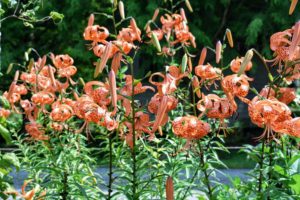 Tiger lilies are also not fussy about soil as long as it is well-drained.