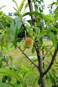 Peach trees thrive in an area where they can soak up the sunshine throughout the whole day. It prefers deep sandy well-drained soil that ranges from a loam to a clay loam.