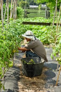 Here is Chhiring doing a bit of tomato plant maintenance - trimming any brown leaves from the bottoms of the plants. Our tomatoes are thriving. We’ve just started to harvest juicy tomatoes, have you?