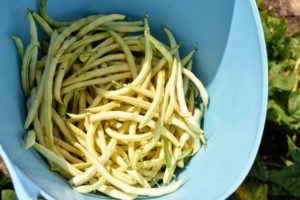 These yellow beans are also pretty. Bush beans grow on shrubby plants and are very prolific producers. They can continually produce throughout the season with the proper care. In general, bush beans should be ready in 50 to 55 days.