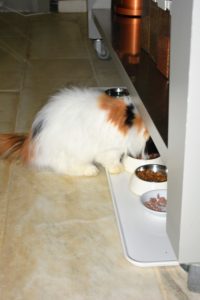 Cats are true carnivores, meaning they need to eat meat. My cats are fed both wet and dry food, which they absolutely love. A variety of food is left out for my cats every day at the kitty buffet. Each bowl has something different, and all the food is refreshed daily.