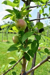 And the best exposure for apples is a north- or east-facing slope. These are McIntosh apples - the national apple of Canada.
