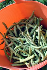 And of course, we harvested lots of young, sweet green beans.