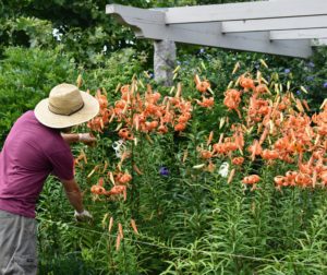 I wanted quite a bit, so Ryan continued to cut lilies - choosing various spots, so the border still looked full and beautiful. Mature lily bulbs can produce up to 10-blossoms per stem, growing larger and more productive each year.