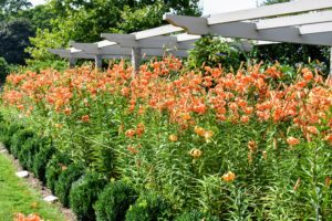 These flowers are very hardy, and most stand well on their own, but to give them some support, we added stakes along the border and strung some natural jute twine along the length of the pergola about a foot above the row of boxwood.