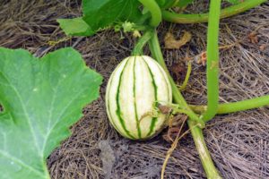 Underneath all the sprawling vines, there are lots of beautiful varieties of squash.