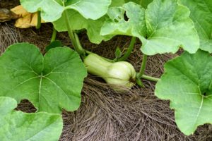 Once the plants start producing, it's important to check them every day for new produce - squash grows very quickly, and the best time to harvest is when they are still small and tender.