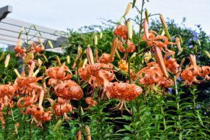 Native to China and Japan, these robust flowers add striking beauty to any border. I love how they look with their bright and showy orange colored blooms.
