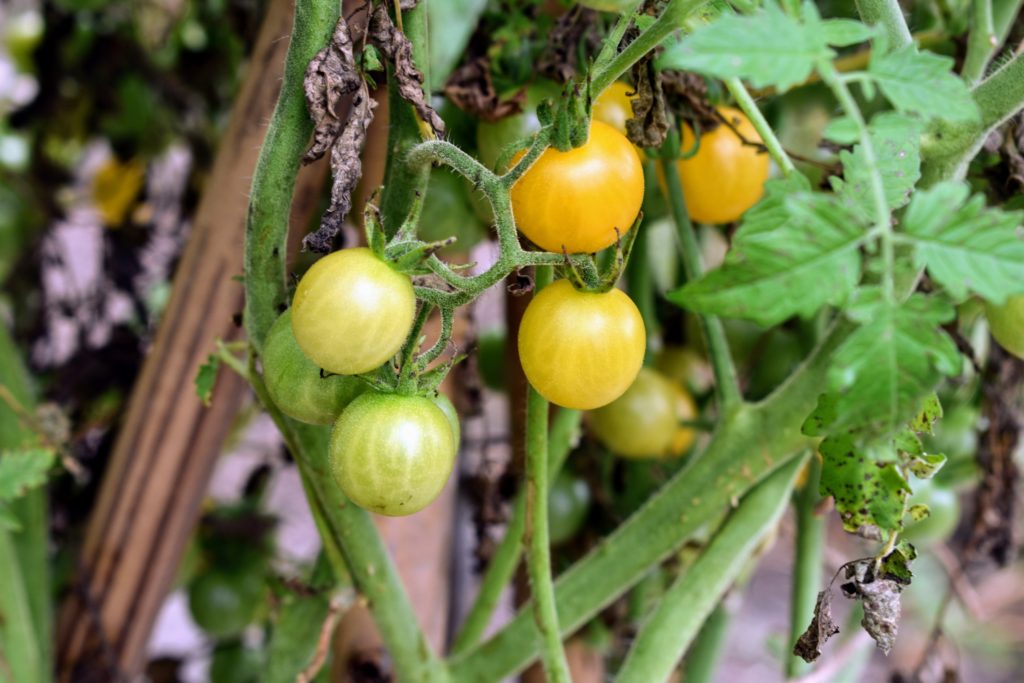 Checking on My Bedford Garden - The Martha Stewart Blog