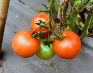There are several types of tomatoes available, including globe tomatoes used in processing, and for fresh eating. Beefsteak are large, often used for sandwiches. Oxheart tomatoes vary in size and are shaped like large strawberries. Plum tomatoes are usually oblong, and used in tomato sauces. Cherry tomatoes are small round, often sweet and eaten whole.