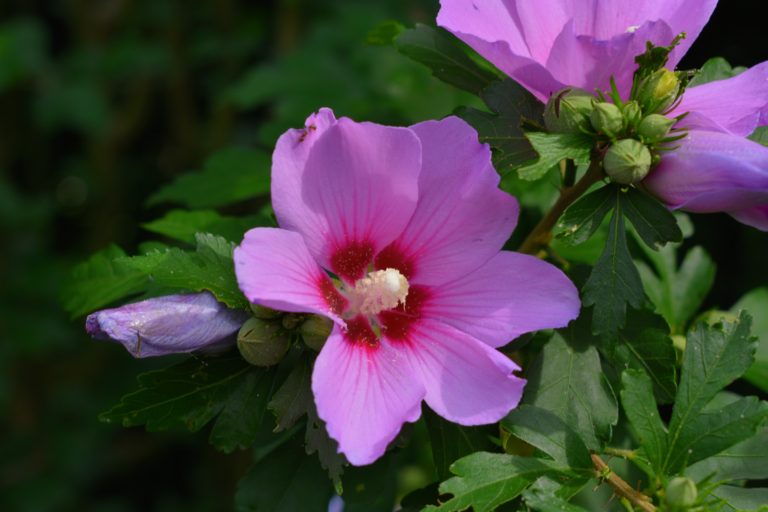 My Flowering Rose of Sharon - The Martha Stewart Blog