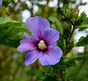 Rose of Sharon bears large trumpet-shaped flowers that have prominent yellow-tipped stamens.