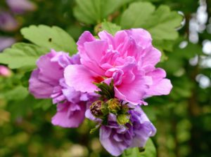 Here is double flower bloom in bright pink. Rose of Sharon is South Korea’s national flower. It is also called Rose Mallow in the United Kingdom and St. Joseph’s Rod in Italy.