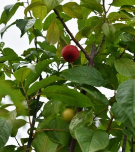 Atop one tree, I saw this very bright red plum. This is Prunus americana 'Pipestone' - a reliable grower with juicy yellow-flesh and an exceptionally sweet flavor.
