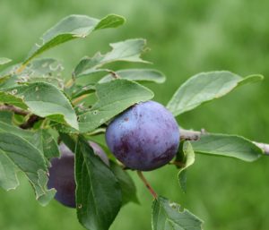 These are plums - it was so exciting to see the first plums growing on the tree. My plum varieties include 'Green Gage', 'Mount Royal', 'NY9', and 'Stanley'.