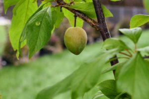 This plum is Prunus 'Waneta'. 'Waneta', produces well the first season after planting, and is one of the best market plums. Its fruit is large, red, sweet, juicy and of good quality.