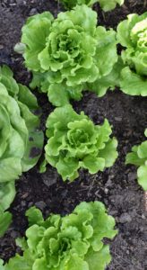 Ryan already planted more lettuce in this bed. Most lettuce varieties mature in 45 to 55 days, which means we can easily plant two or even three crops during the season.