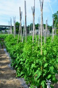 We planted more than 120-tomato plants this year. All the plants are now well-supported under these bamboo teepee-like structures. These tomato plants are all very strong. We’re growing both hybrid and heirloom varieties.