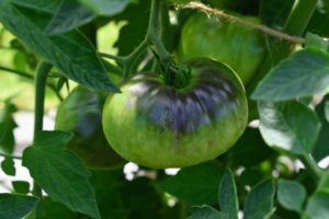 Most tomato plant varieties need between 50 and 90 days to mature. Planting can also be staggered to produce early, mid and late season tomato harvests.