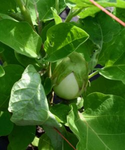 Hidden beneath the leaves is this white eggplant - it also needs another week or so to grow.