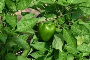 Sweet peppers are often harvested when the fruit is still green, but full sized. Allowing the bell pepper to remain on the plant and continue to ripen, changing colors from yellow, orange to red before picking pepper fruit, will result in sweeter peppers.
