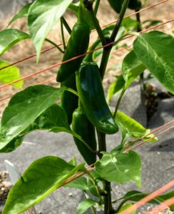 These hot peppers look ready too. The jalapeño is a medium-sized chili pepper of the species Capsicum annuum. It is mild to medium in pungency depending on the cultivar.