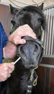 Brian is very gentle when floating teeth - being a lay equine dentist requires excellent horse skills. Each floating session takes about 30-minutes to complete.