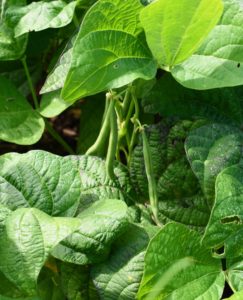 Bush beans grow on shrubby plants and are very prolific producers. They can continually produce throughout the season with the proper care. In general, bush beans should be ready in 50 to 55 days. It's been a very good bean season.