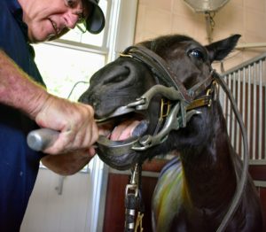 All my horses have their teeth checked every six months, so they are quite accustomed to Brian, and the procedure.